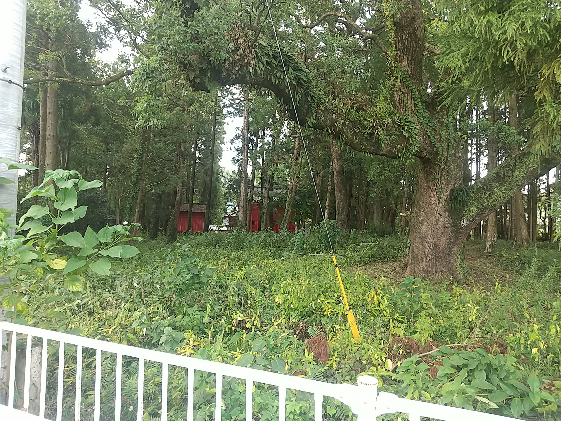 20240906_勝栗神社（正若宮八幡社）