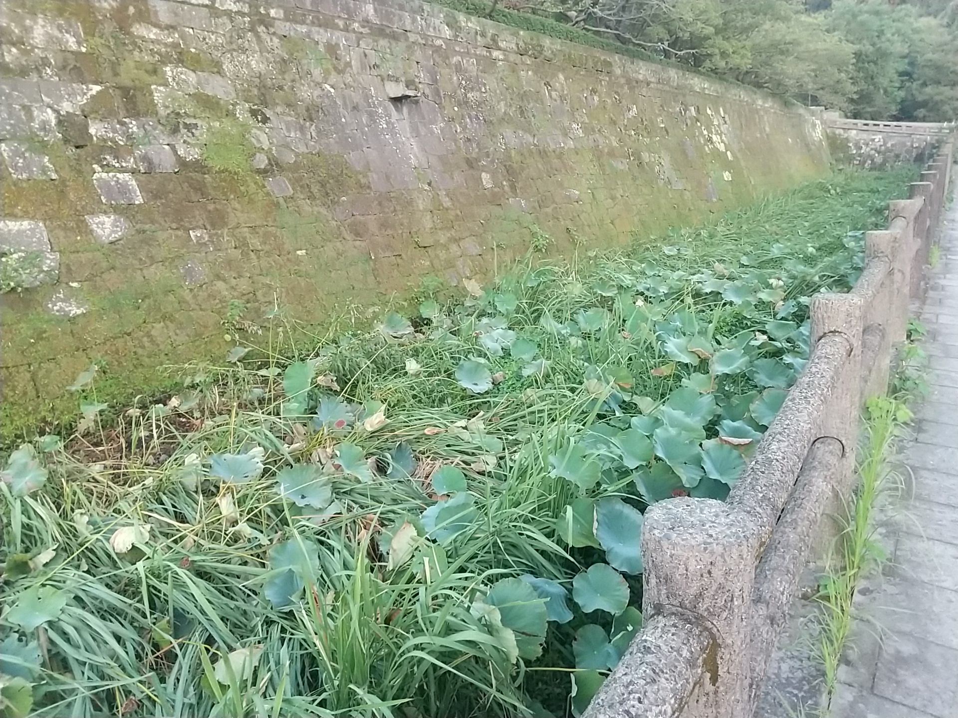 20240907_鹿児島（鶴丸）城跡