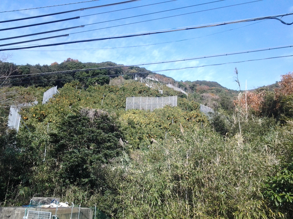 20141224_みかん