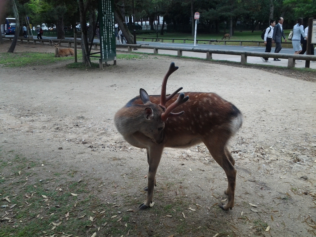 20140527_奈良公園