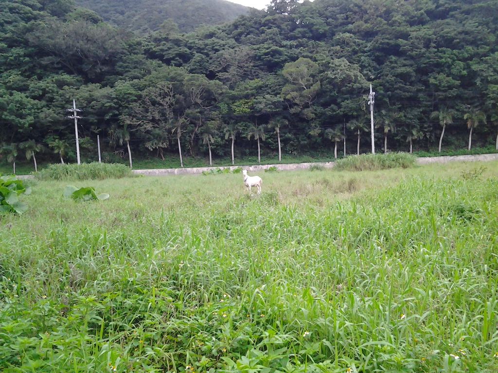 20140618_野やぎ