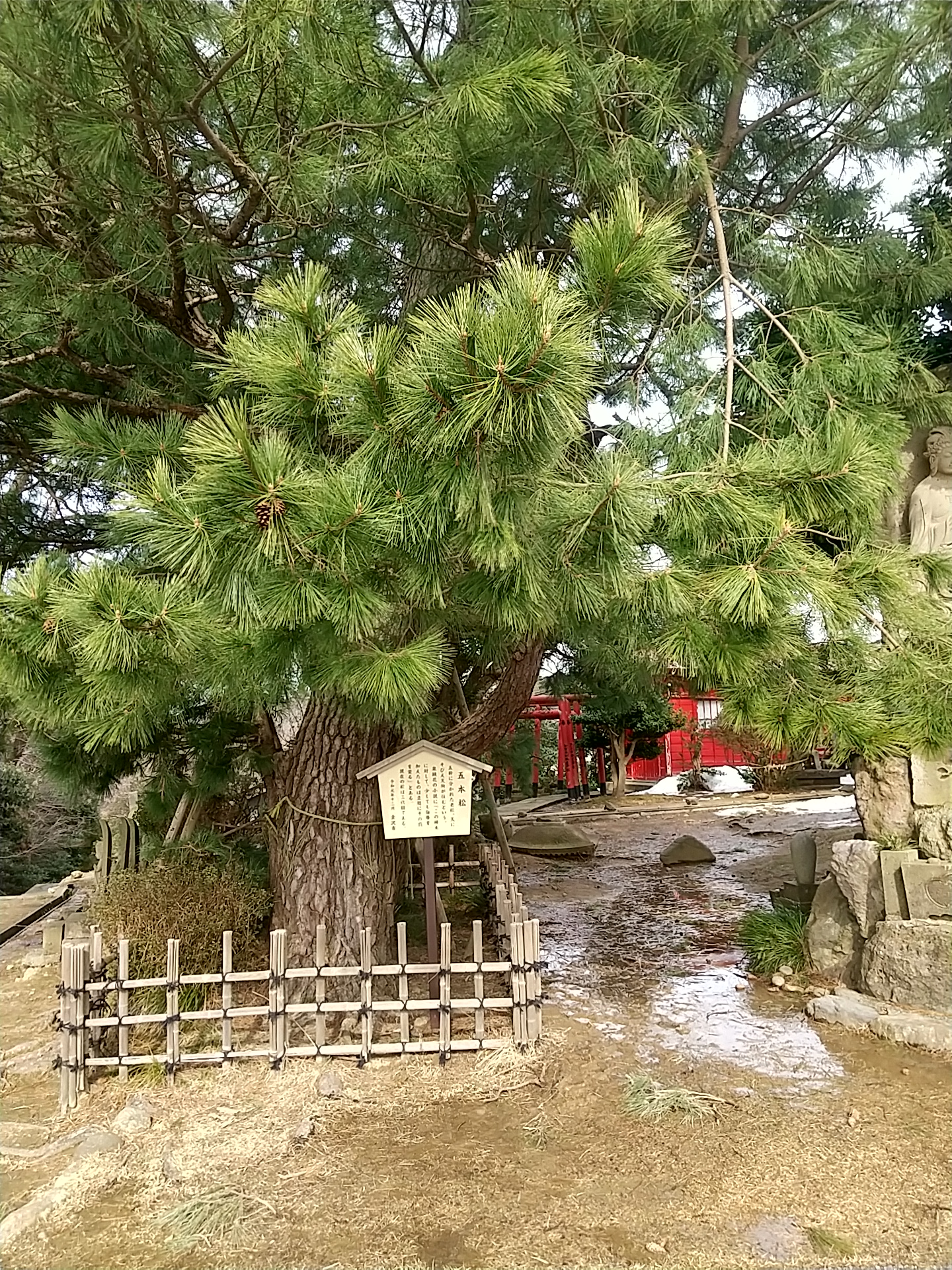 20250216_宝泉寺 五本松