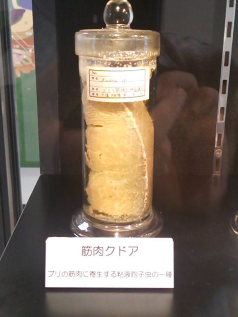 20131124_目黒寄生虫館