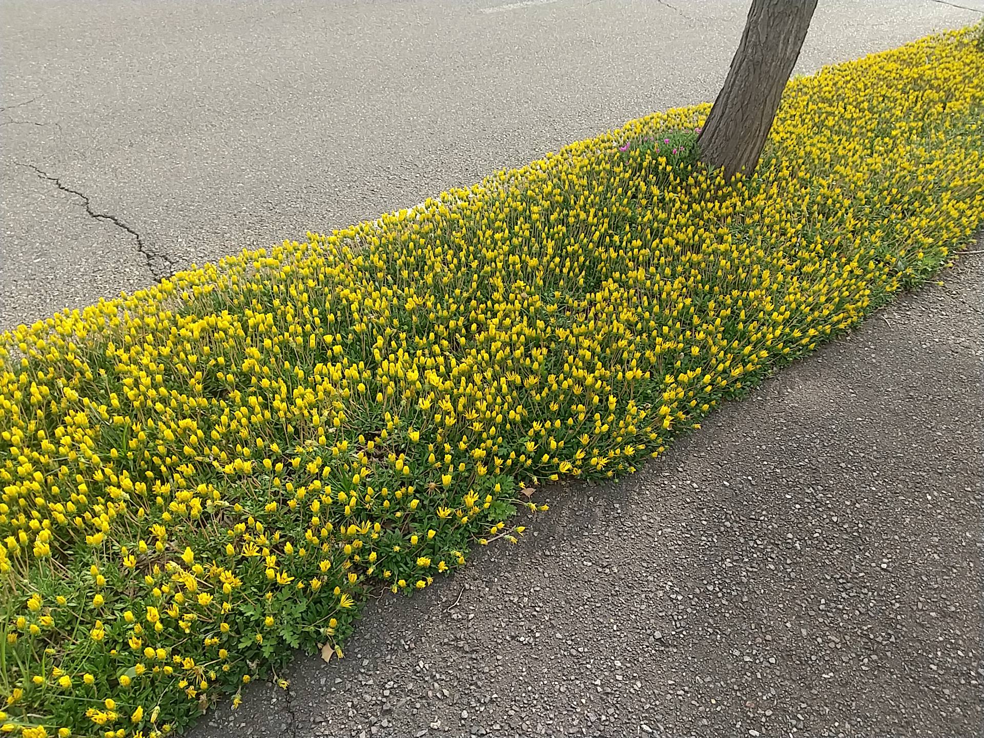 20250523_入江　花
