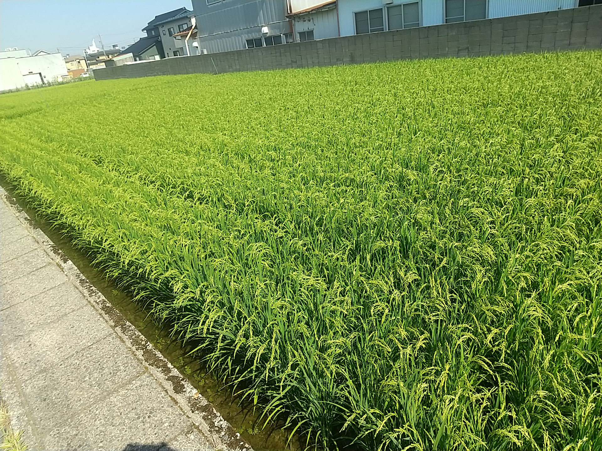 20250724_田んぼ