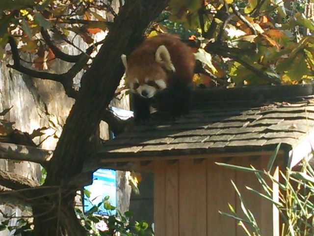 20131201_野毛山動物園