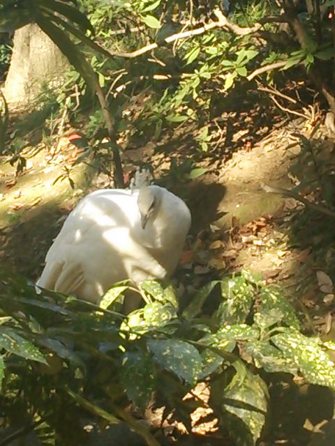 20131201_野毛山動物園
