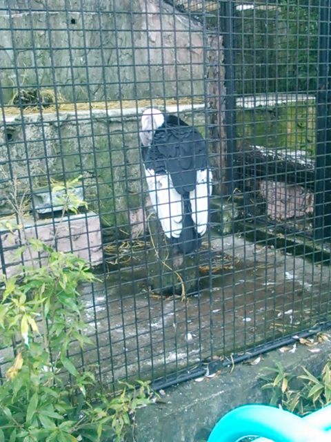 20131201_野毛山動物園