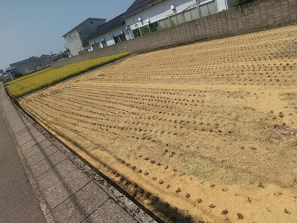 20250819_田んぼ