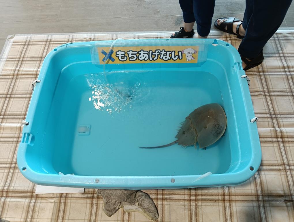 20250915_あそべ～る水族館inクルーズターミナル
