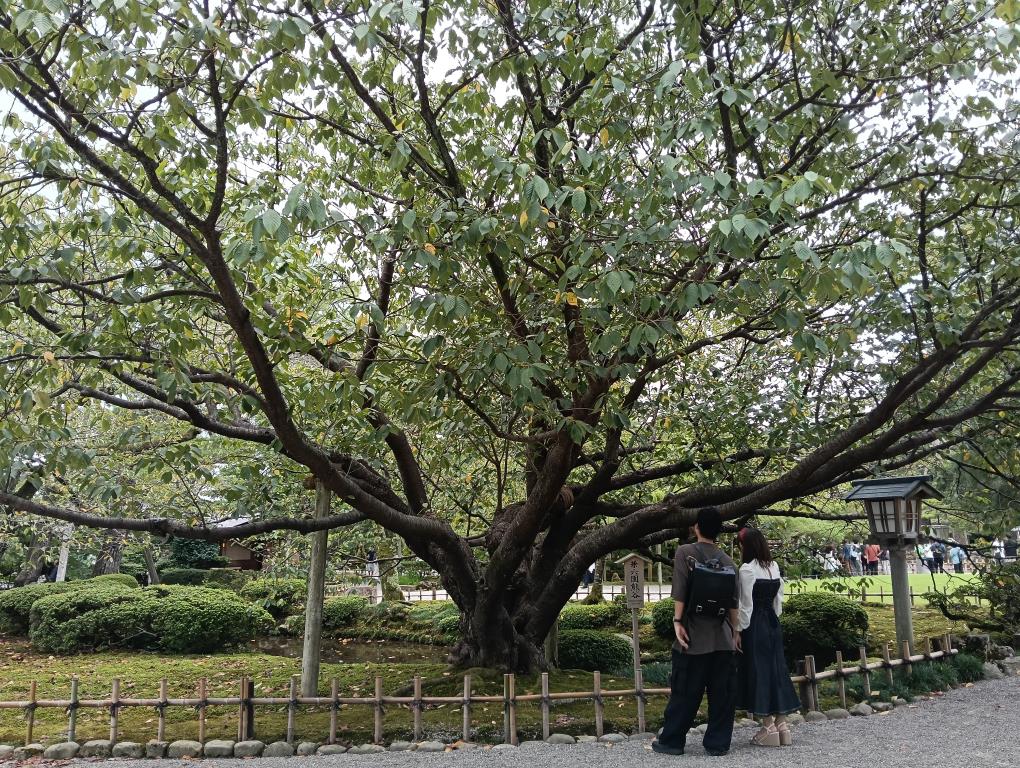 20250921_兼六園熊谷