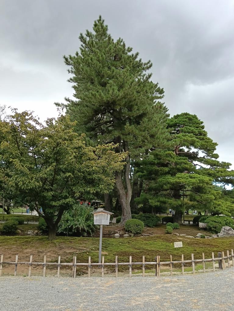 20250921_兼六園菊桜