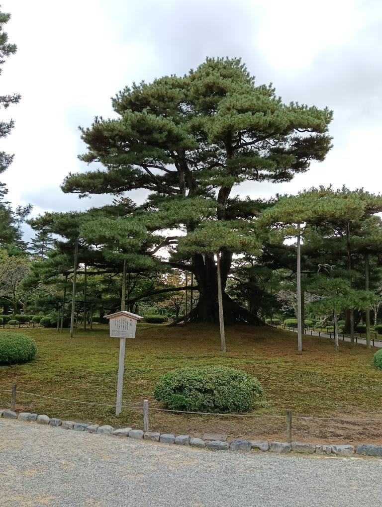 20250921_根上松