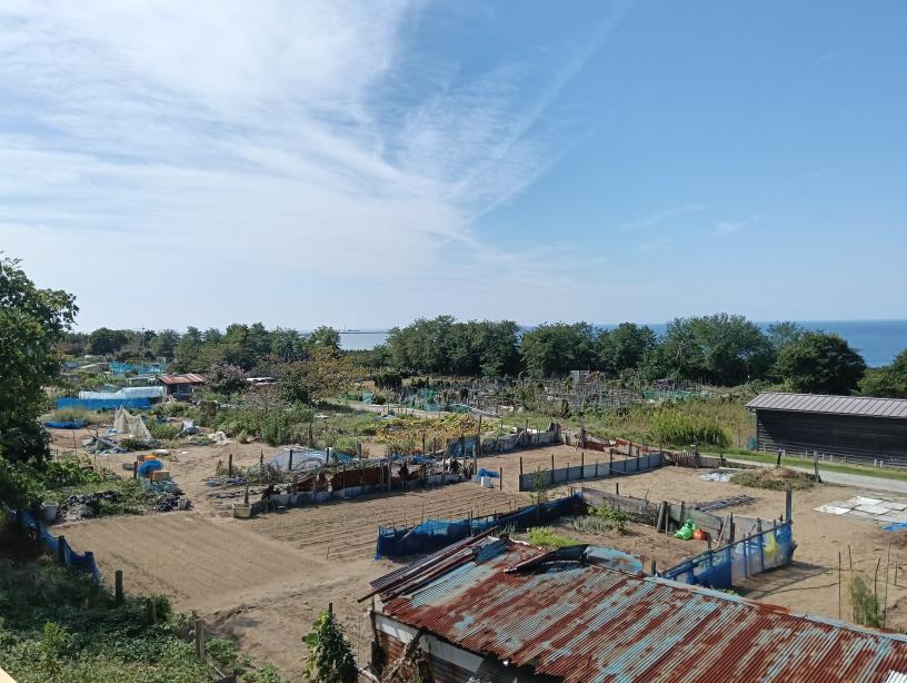 20250928_ハマナス緑地夕陽ケ丘