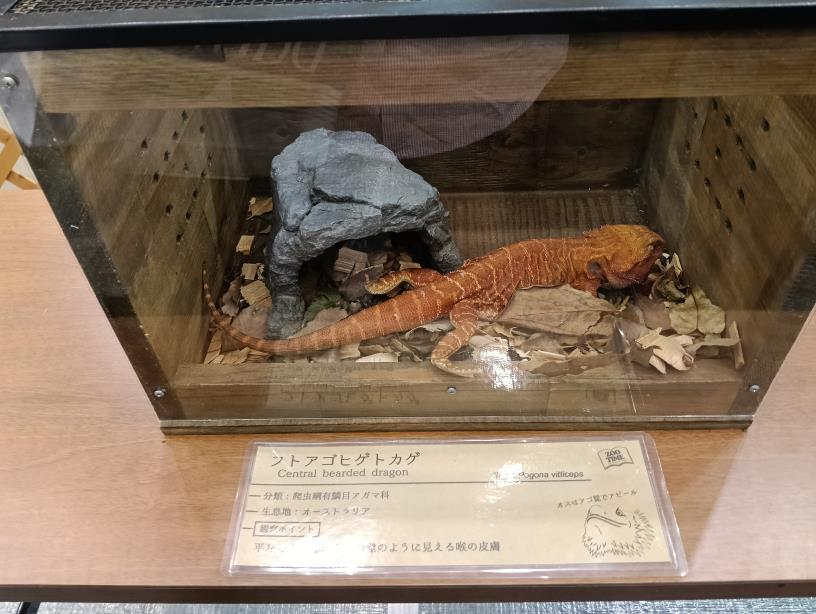 20251004_ろうきんフェスタ　ZOO TIME