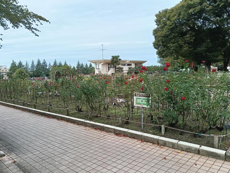 20251010_金沢南総合運動公園 バラ園