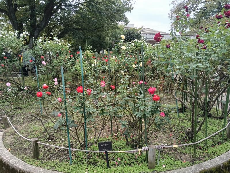 20251010_金沢南総合運動公園 バラ園