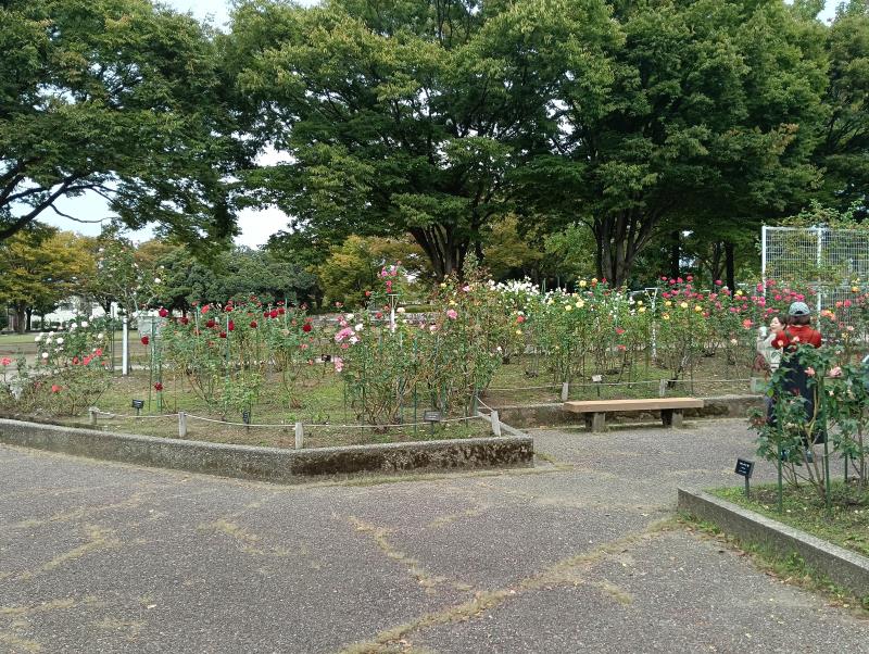 20251010_金沢南総合運動公園 バラ園