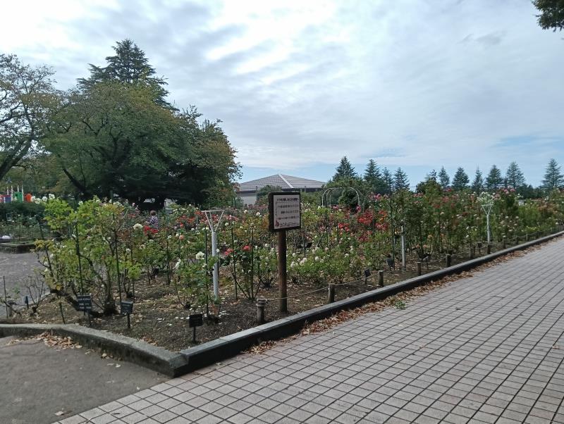 20251010_金沢南総合運動公園 バラ園