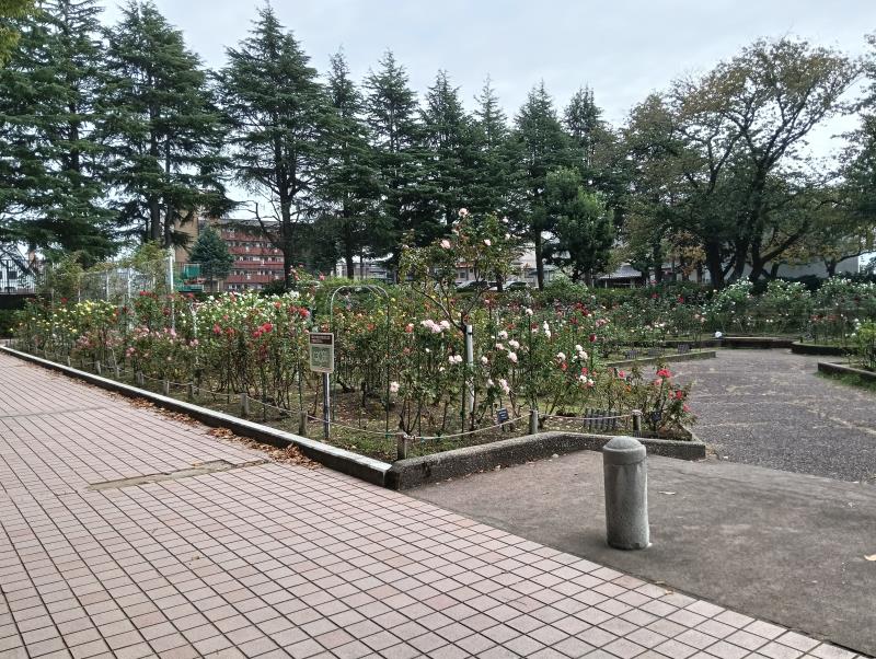 20251010_金沢南総合運動公園 バラ園