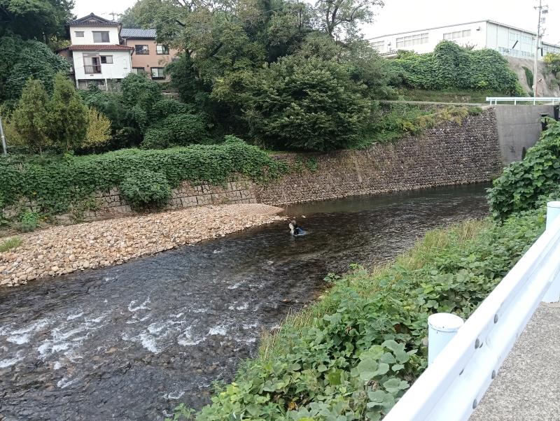 20251012_浅野川 投げ網漁