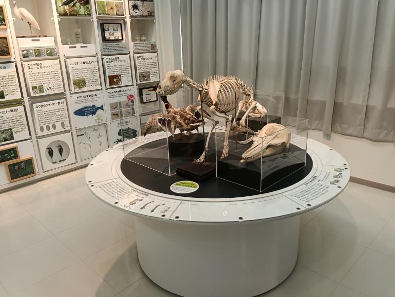 20251012_石川県立自然史資料館