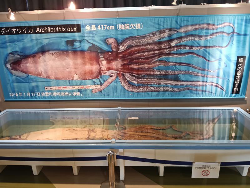 20251012_石川県立自然史資料館