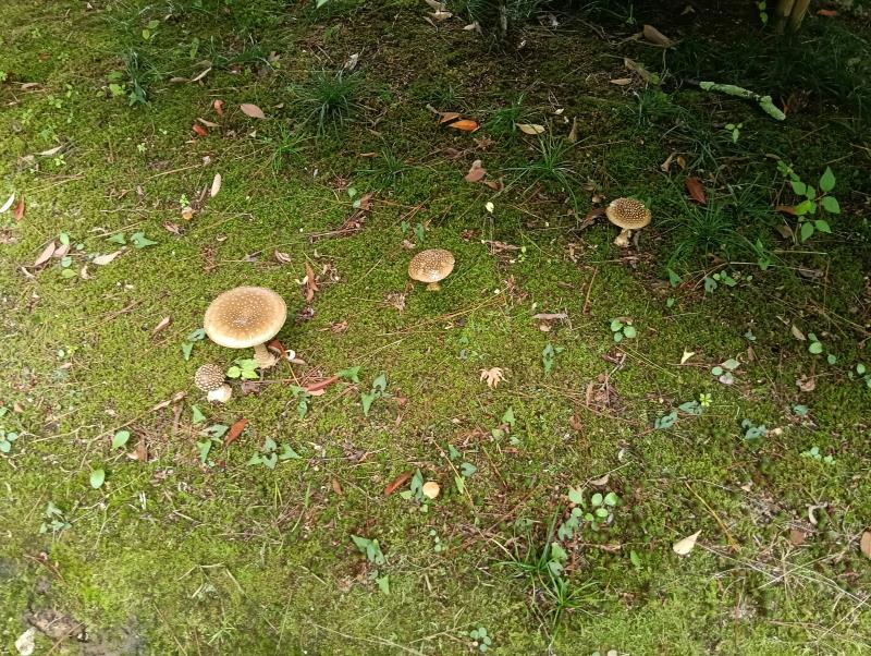 20251019_西田家庭園「玉泉園」