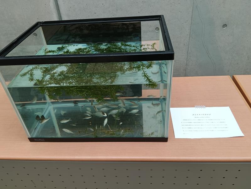 20251025_石川県立大学 響緑祭 昆虫研