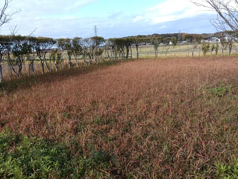 20251119_クリムゾンクローバー