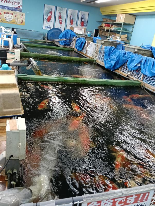 20251119_手取フィッシュランド
