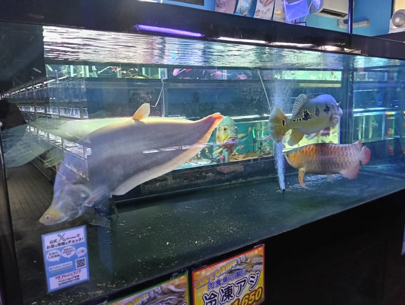 20251119_手取フィッシュランド