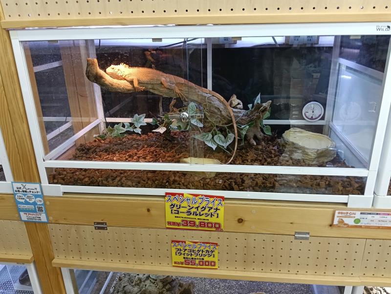 20251119_手取フィッシュランド