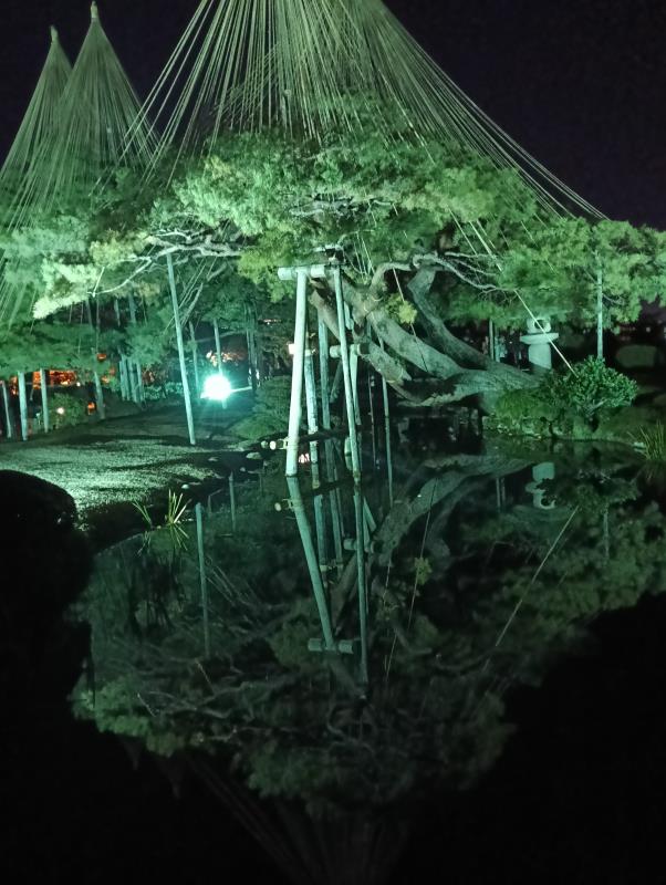20251122_兼六園 唐崎松