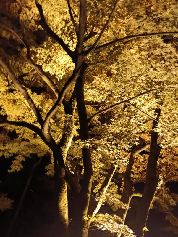 20251122_兼六園 噴水