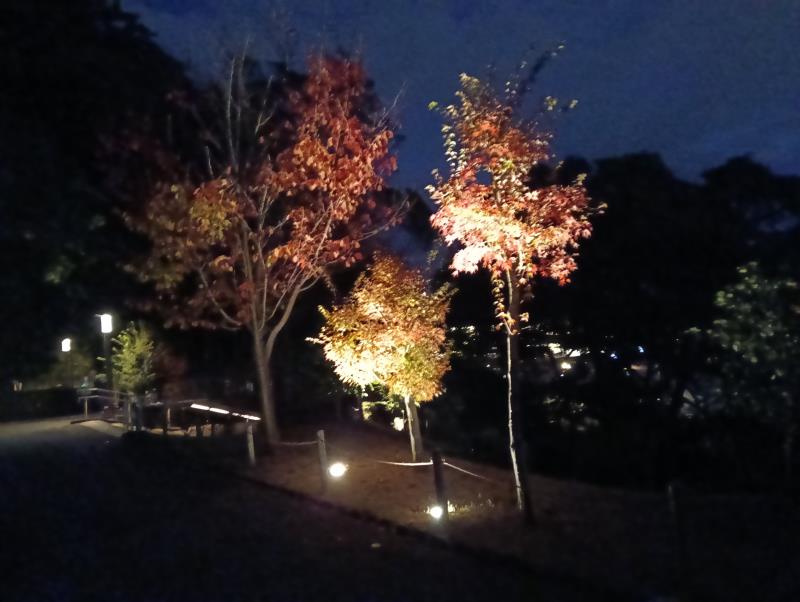 20251122_玉泉院丸庭園