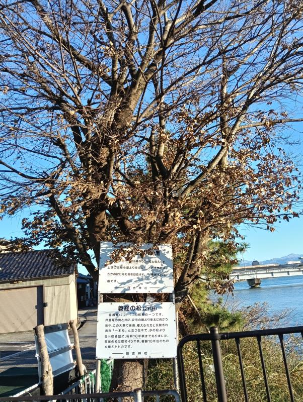 20251206_前田藩主お船遊びの水面・義経の松(２代目)