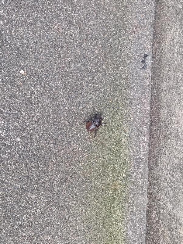 20260717_コカブトムシ