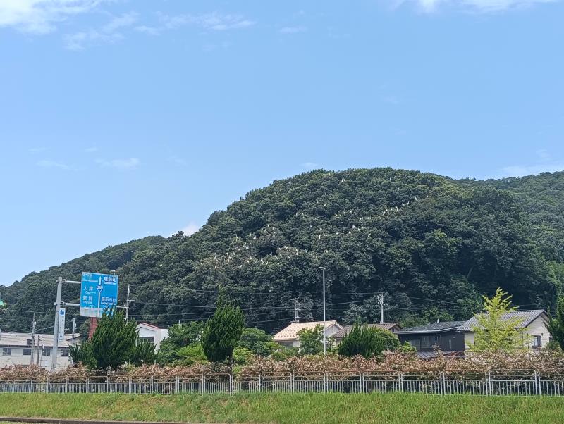 20260717_サギ