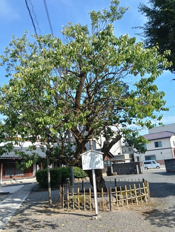 20260717_紫式部ゆかりの紅梅